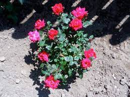 Check spelling or type a new query. How To Grow Roses Rose Garden Tips