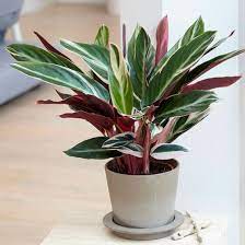 Stromanthe Sanguinea Triostar Calathea Triostar Plant Treesseller Com