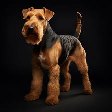 Image result for velšteriér