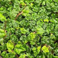 Image result for Ficus persicifolia