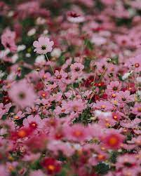 Emilie Ristevski Helloemilie Instagram Photos And Videos Cosmos Flowers Bloom Flowers