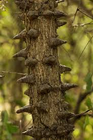 Image result for Acacia nigrescens