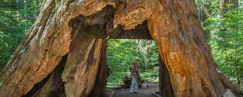 Maybe you would like to learn more about one of these? Calaveras Big Trees State Park Womo Abenteuer