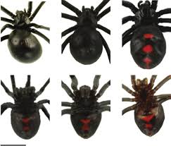 Black widow spider venom can be deadly but how likely are you to be bitten? Https Academic Oup Com Beheco Article Pdf 27 4 1104 34094332 Arw014 Pdf