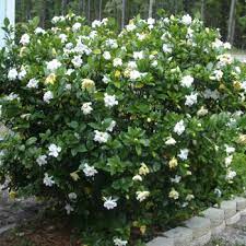 Gardenia Trees For Sale Fastgrowingtrees Com Gardenia Shrub Gardenia Plant Outdoor Plants