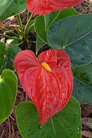 Grow Tropical Plants Indoors Live Dan 330 Indoor Tropical Plants Indoor Flowers Plants