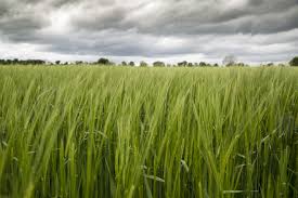 Trova immagini stock hd a tema campo di orzo e giornata di e milioni di altre foto, illustrazioni e contenuti vettoriali stock royalty free nella vasta raccolta di shutterstock. Campo Di Orzo Verde Immagine Gratis Public Domain Pictures
