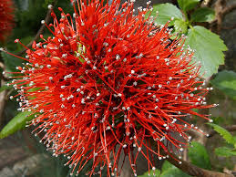 Image result for Melianthaceae