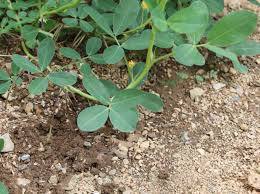 Image result for Arachis hypogaea
