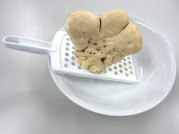 Image result for Polystachya spatella