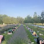 Summer Solstice Celebration at the Lavender Farms