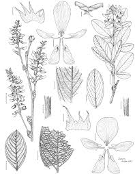 Image result for Eriosema