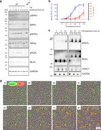 Shindo life is a reenvision of shinobi life by the. Mlkl Trafficking And Accumulation At The Plasma Membrane Control The Kinetics And Threshold For Necroptosis Nature Communications