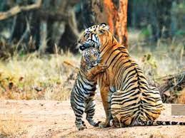 World Tiger Day Meet Maya Maharashtra S Favourite Tigress Entertainment Times Of India Videos