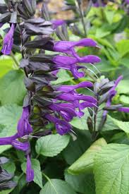 Salvia Amistad PP 23578