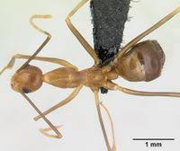 Image result for Anagallis gracilipes