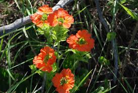 Image result for Crossandra greenstockii