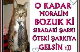 Komik Kedi Videolari Ile Ilgili Tum Videolari Beni Takip Ederek Izleyebilirsiniz Hepsi Ve Daha Fazlasi Facebook Twitter Dunyani Komik Kedi Komik Kediler
