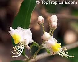 Image result for Hiptage benghalensis