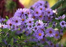 Bus trips to gardens and shows. California Fall 2018 Plant Sales Wildflower Yard