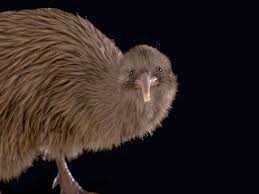 Image result for Pteris kivuensis