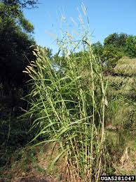 Image result for Cenchrus purpureus