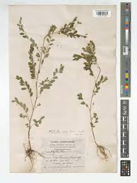 Image result for Phyllanthus tenellus