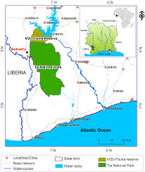 Image result for Lasiodiscus mannii