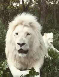 White Lions Animaux Sauvages Animaux Mignons Animaux Albinos