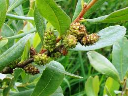 Image result for Myrica