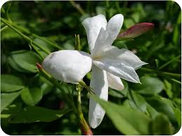 Image result for Jasminum