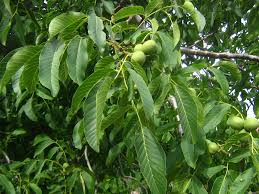 Image result for antraknóza ořešáku