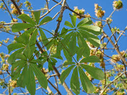 Image result for Sebaea pentandra