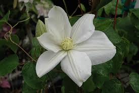 We did not find results for: Marie Boisselot Clematis Clematis Marie Boisselot In Vancouver Victoria Burnaby Penticton Coquitlam British Columbia Bc At Gardenworks