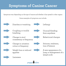 Bladder cancer can often be found early because it causes blood in the urine or other urinary symptoms. Canine Cancer Information For Dog Owners Puppy Tales