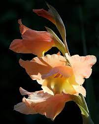 Peachy Gladiola By Angie Vogel Gladiolus Flower Orange Flowers Floral Painting