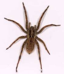 Les Araignees Comment Les Repousser