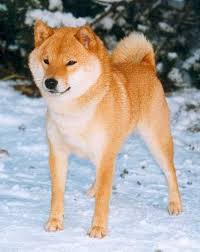 National Shiba Club Of America Japanese Dogs Dog Daycare Cute Animals