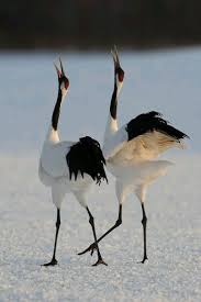 Winging Dance Birds Exotische Vogels Dieren Dierenrijk