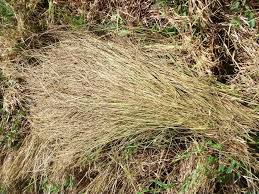 Image result for Digitaria eylesii