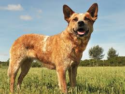 Australian cattle dog puppies for sale california. Australian Cattle Dog Puppies And Dogs For Sale Near You