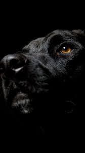 Iphone Dog Labrador Black Wallpaper Black Labrador Dog Black Dog Dog Wallpaper