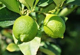 For mature lemon trees, the best time to prune is after every harvest once or twice a year. Lemon Tree Pruning Methods Training Methods Agri Farming
