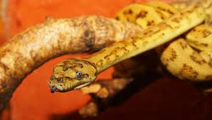 Carpet python morelia spilota rautenpython {m} nicht fachspr. Teppichpython Moerlia Spilota Haltung Und Pflege Terraristik Shop
