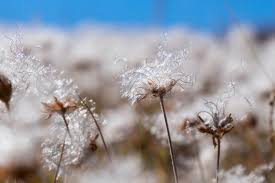 Image result for Xerophyta suaveolens