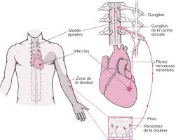« cette sensation de « mal aux ovaires » couramment mentionnée chez mes patientes, correspond. Douleur Abdominale Aigue Troubles Digestifs Manuels Msd Pour Le Grand Public