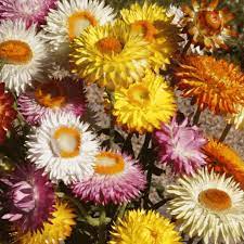 Helichrysum Bracteatum Strawflower Wildflower Seeds