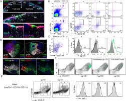 Thank you for visiting my virtual gallery. The Hiv 1 Envelope Protein Gp120 Is Captured And Displayed For B Cell Recognition By Sign R1 Lymph Node Macrophages Elife