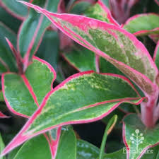 Red chinese evergreen, siam aglaonema, siam aurora, aglaonema firecracker, siam aurora red aglaonema, and siam (which is what mine was labeled when i bought it). Aglaonema Siam Aurora Australian Plants Online