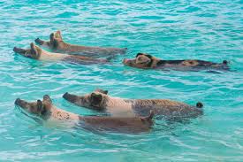 The Swimming Pigs Exuma Story: Why there are Pigs in the Bahamas